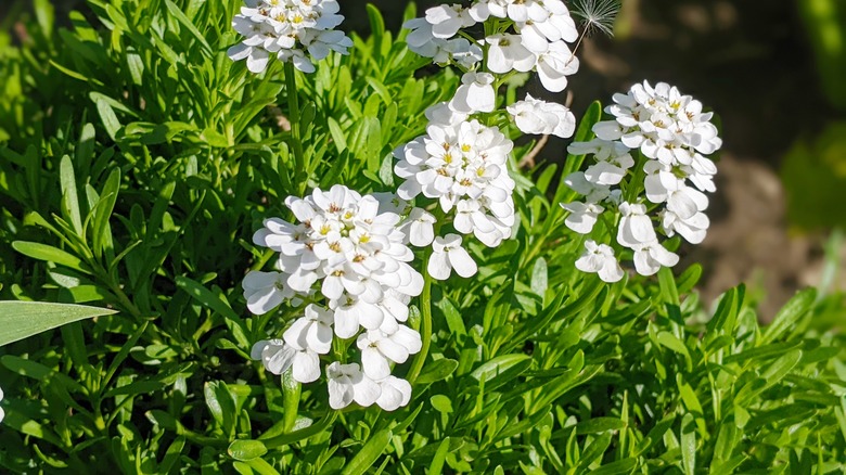 candytuft with white flowers