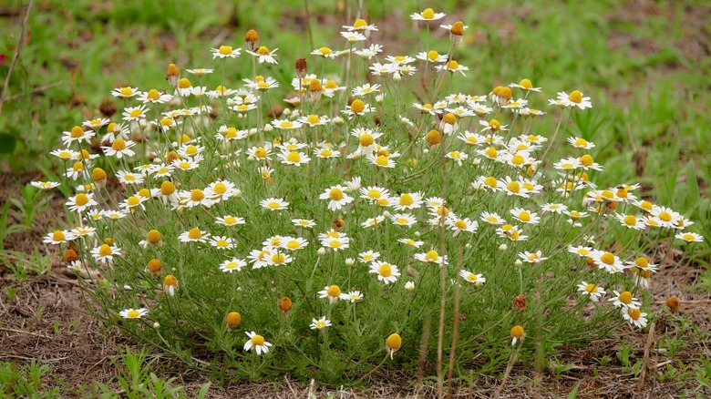 flowering chamomile in yard