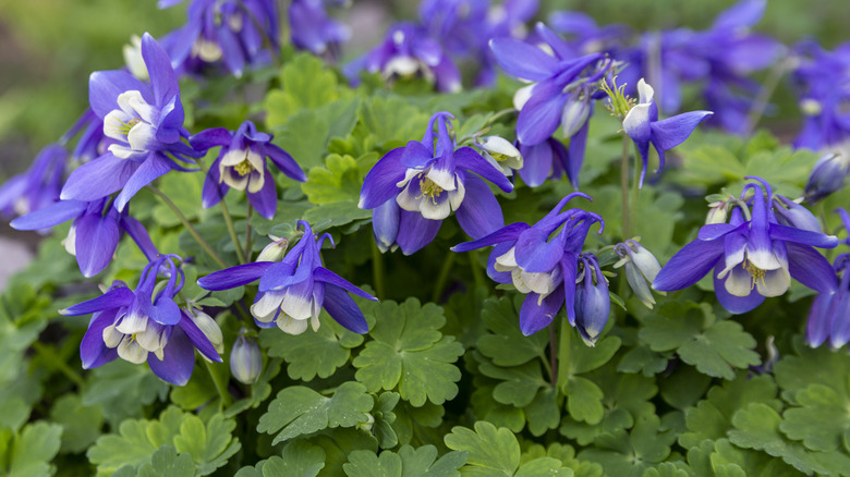 columbine plants with blue flowers