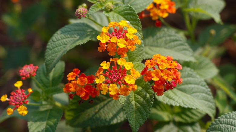 flowering common lantana