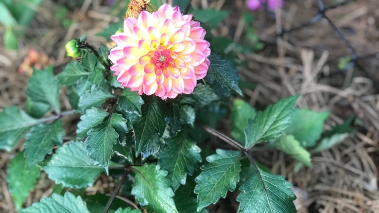 flowering dahlia growing