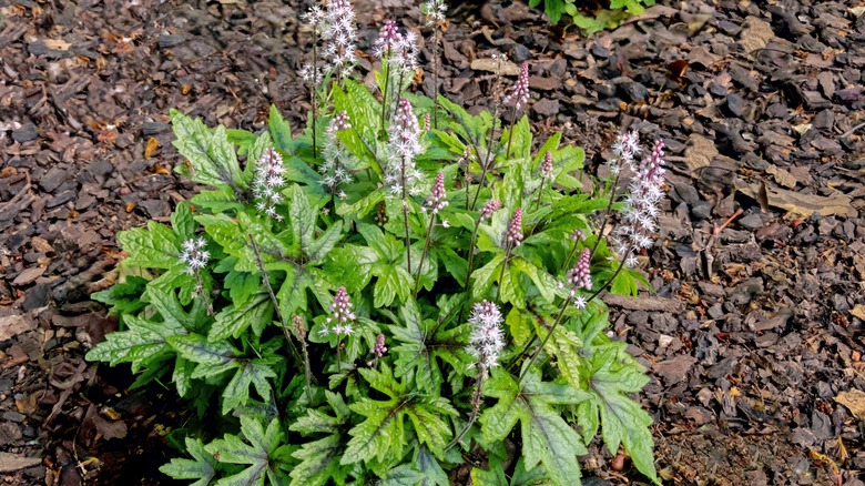 foamflower with spikes