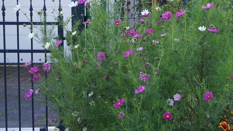 flowering garden cosmos near fence