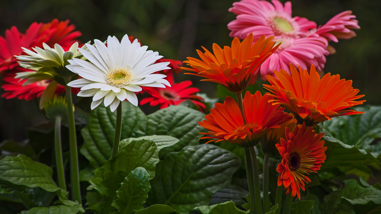 flowering gerbera daisies