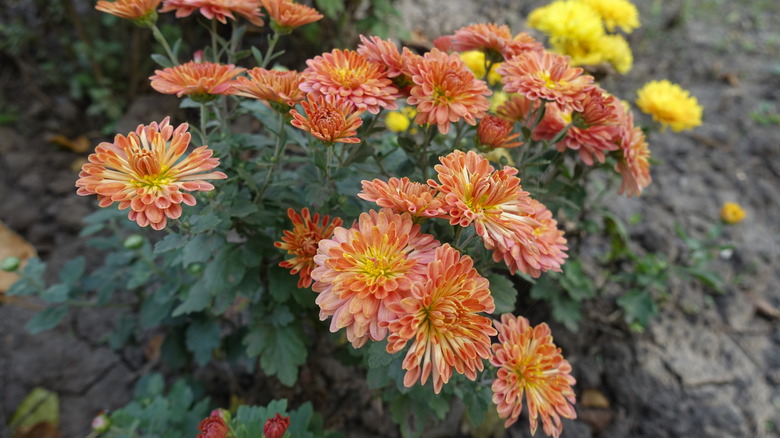 hardy mums with orange flowers