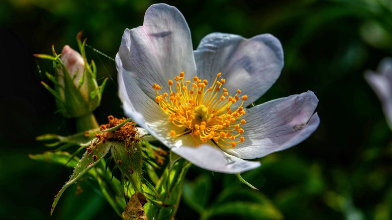 white icelandic poppy flower