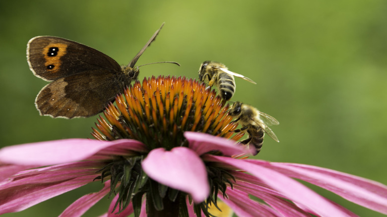 bees and butterfly on flower