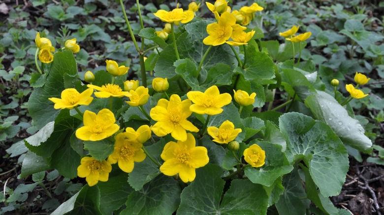 marsh marigold with yellow flowers