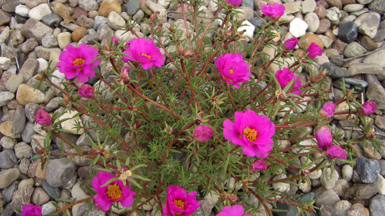 flowering moss ross in rock garden