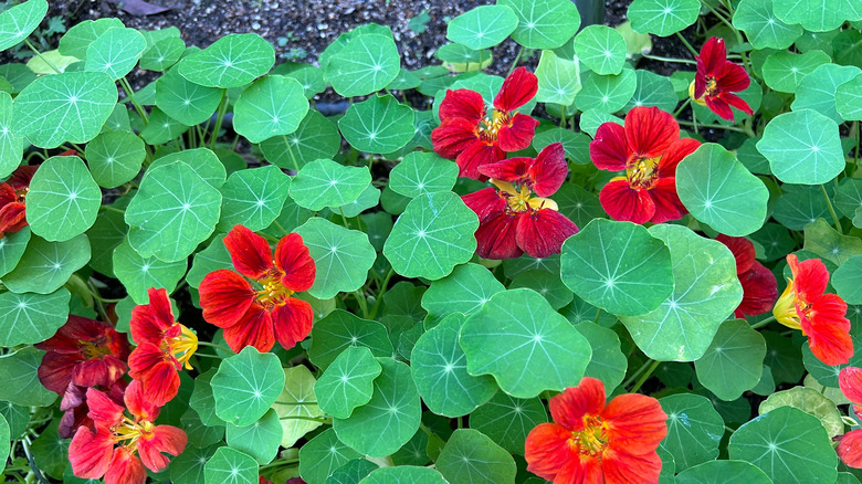 nasturtiums with red flowers