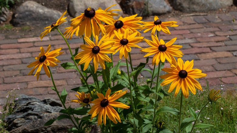 flowering orange coneflower beside brick