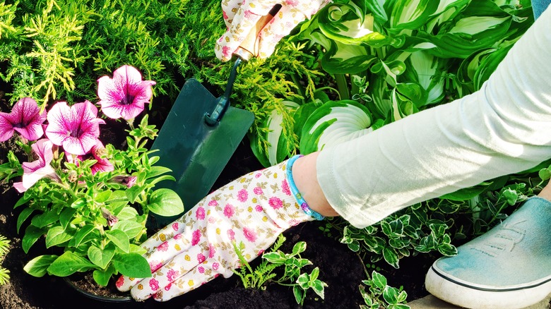 planting petunia in garden