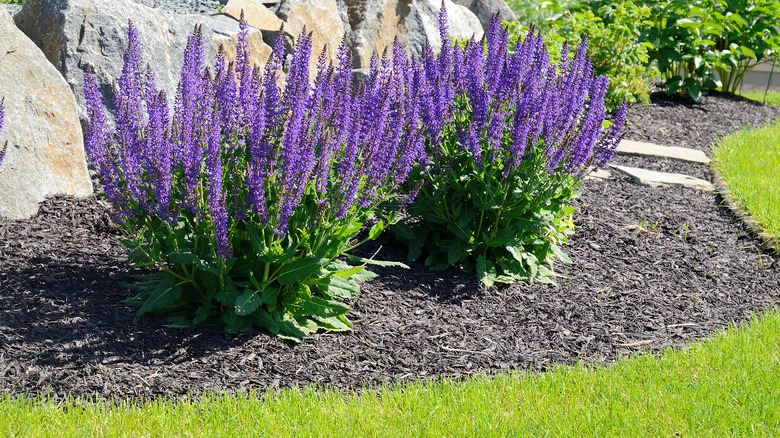 sage with purple spikes