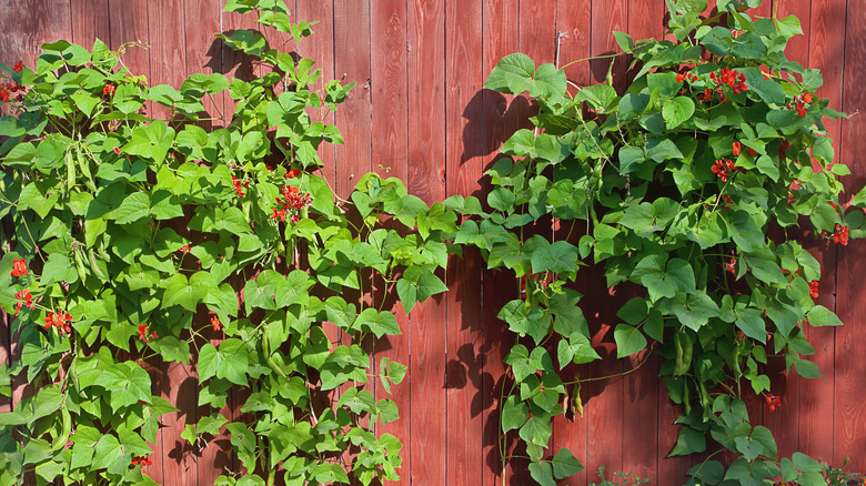 scarlet runner growing on fence