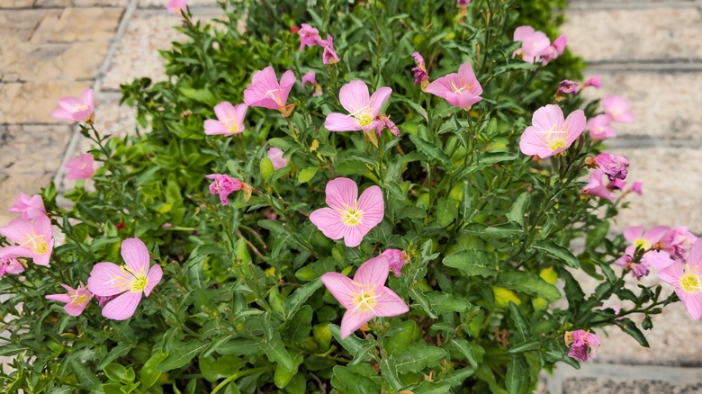 flowering evening primrose on stone