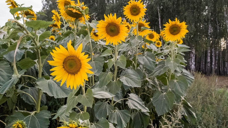 sunflowers with yellow flower heads