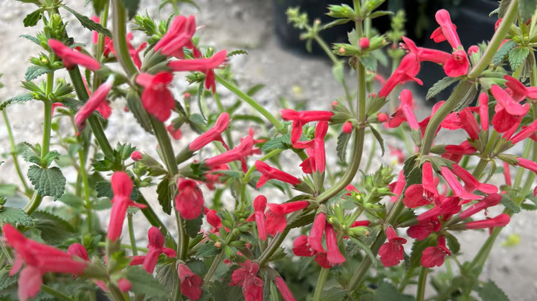 Texas betony with scarlet flowers