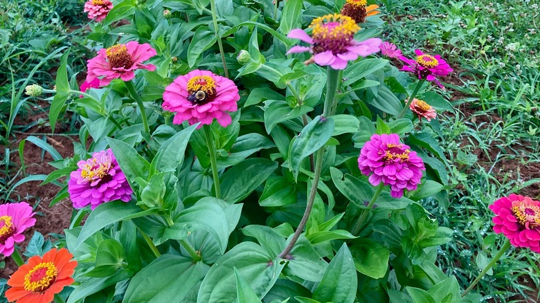 flowering zinnias with bumblebees