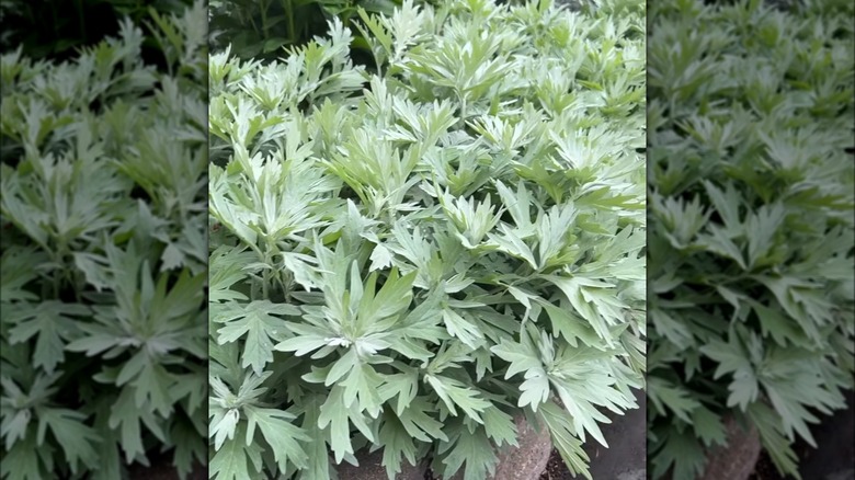 silvery leaves on plant