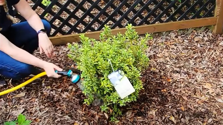 person watering small green bush