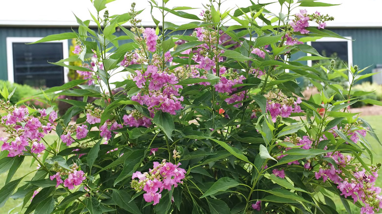 green shrub with pink flowers