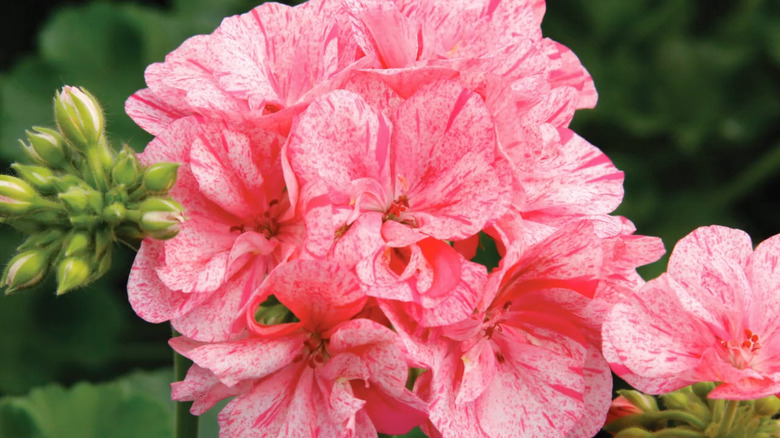 delicate light pink flower petals