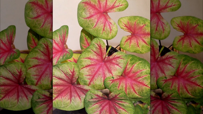 pink and green large leaves