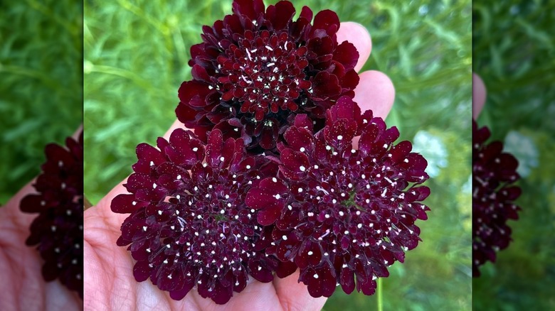 hand holding dark red blooms