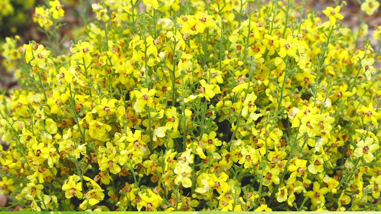 small bright yellow flowers