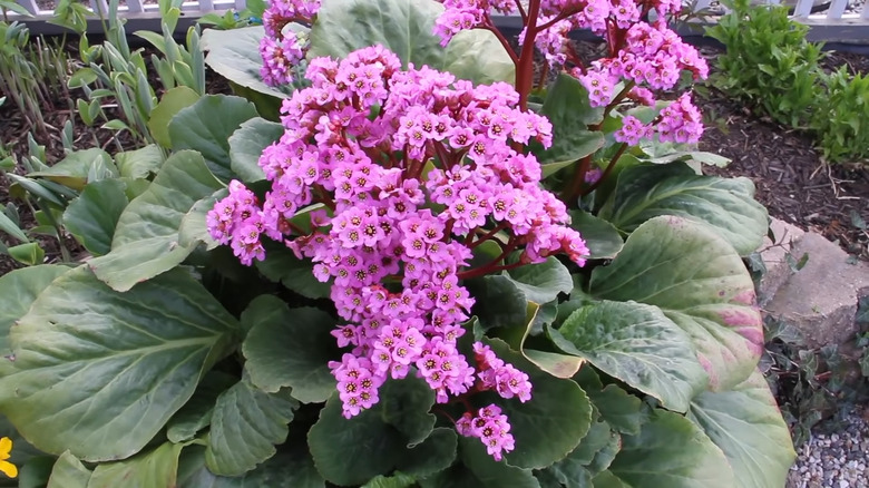 small purple-pink flower blooms