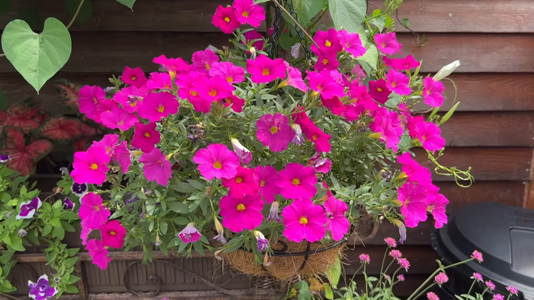 hanging pot with pink flowers