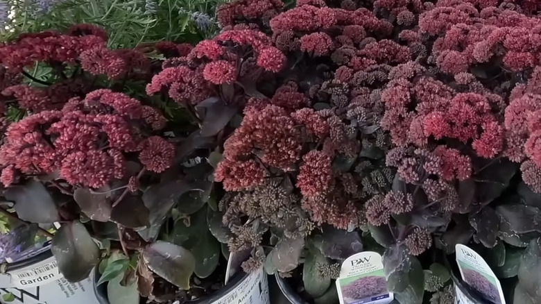 purple-red fluffy plant in pots