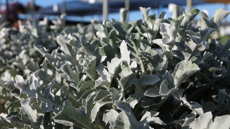 silver-green plant leaves