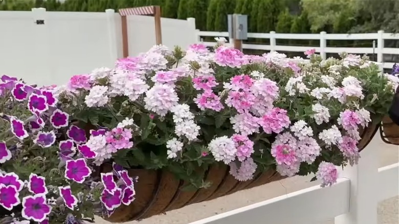 plant with light pink blooms