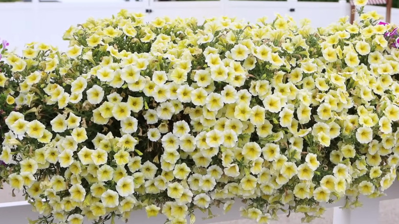 light yellow flowers on plant