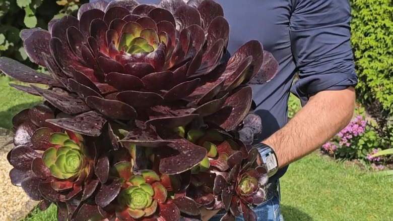 person holding large succulent plant