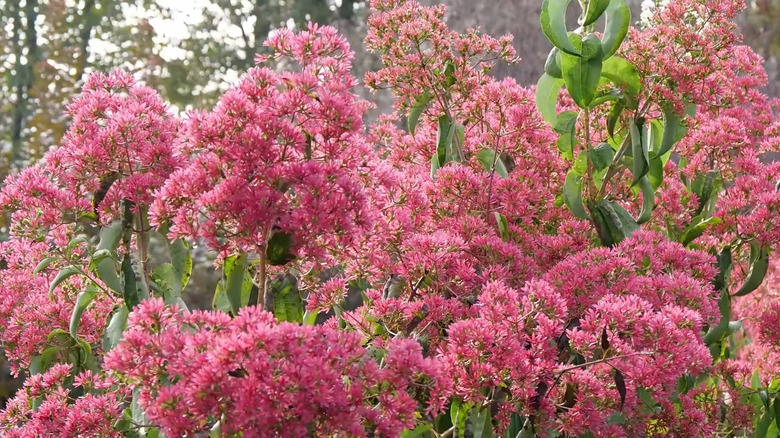 bushy pink plant 