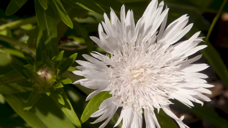 white flower bloom 