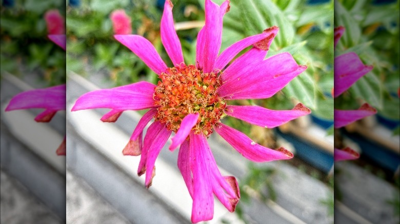 Two-toned butterfly 'Purple Emperor' coneflower in garden