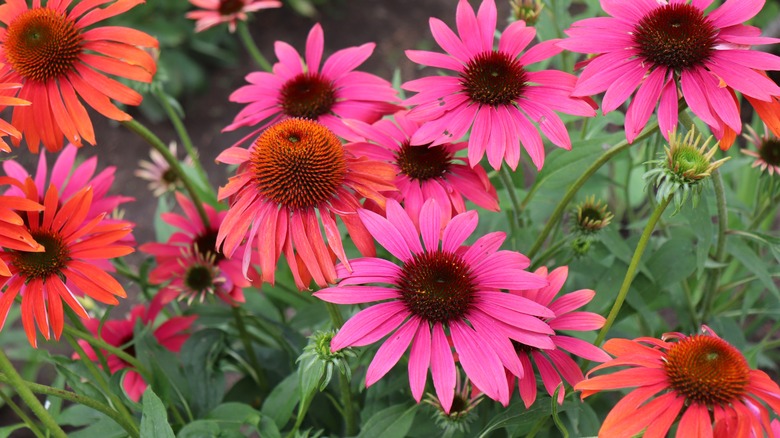 Pink and orange 'Cheyenne Spirit' coneflowers