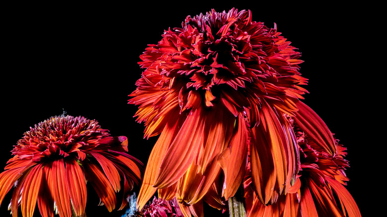 Fluffy red-orange blooms of Hot Papaya coneflowers against a black background