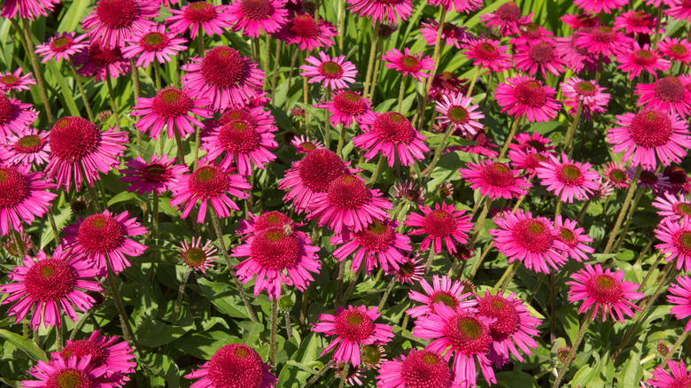 Magenta red Delicious Candy coneflowers