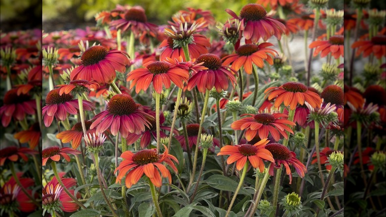 Spicy coral pink Evolution Fiesta coneflowers