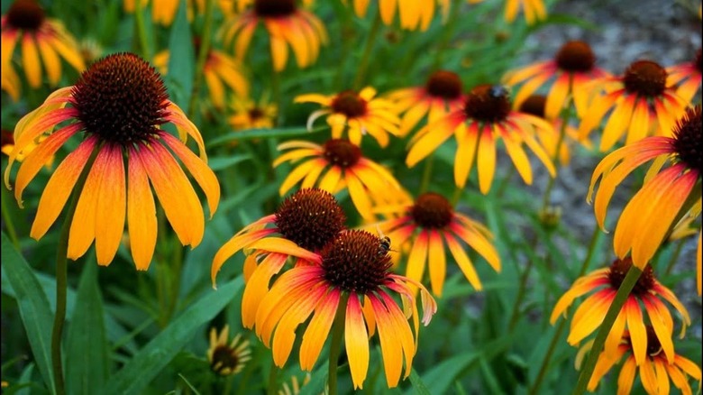 Red and golden 'Fiery Meadow Mama' coneflowers