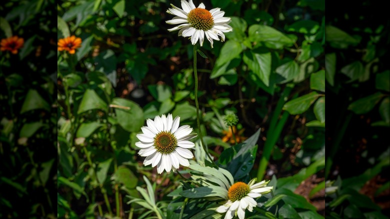 White blooms of the 'Fragrant Angel' purple coneflower