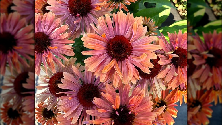 Orange apricot Fresco Apricot coneflowers