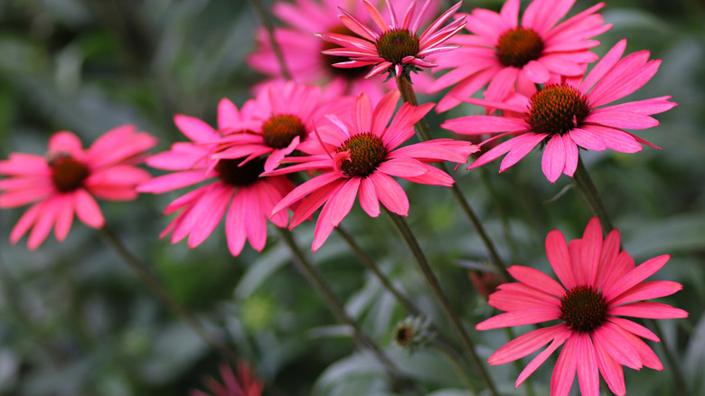 Watermelon pink 'Glowing Dream' coneflowers in bloom