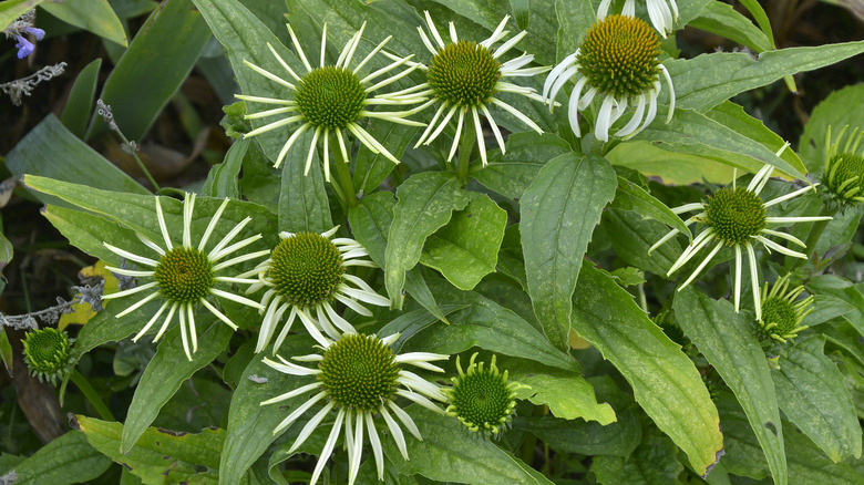 'Green Envy' coneflowers among foliage in garden