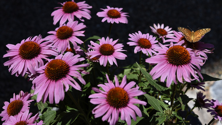 Butterfly on purple coneflowers