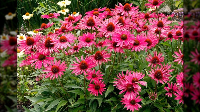 Kismet 'Raspberry' coneflowers in a field